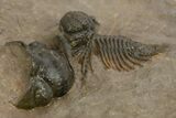 Rare, Spiny Lichid (Acanthopyge) Trilobite - Atchana, Morocco #312765-5